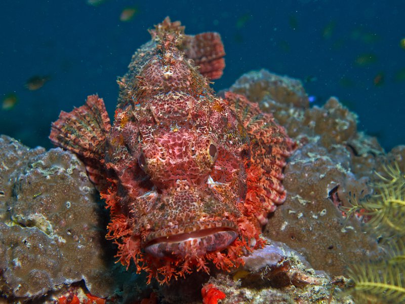 Scorpion Fish, House Reef